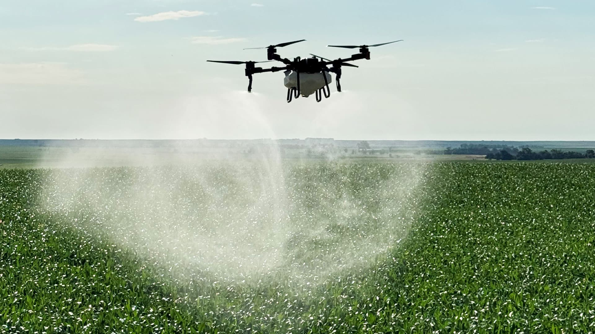 An agricultural drone spraying a young corn field