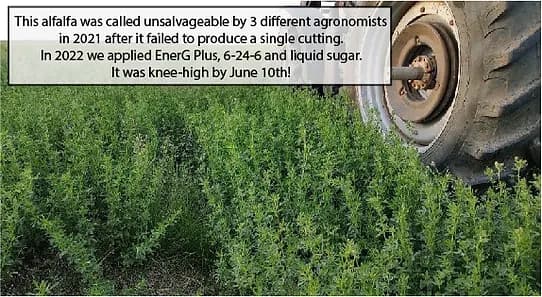 Dense, knee-high alfalfa beside a tractor tire