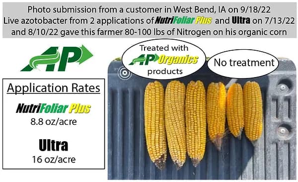 Corn ears on a tailgate: four larger treated ears on the left and two smaller untreated ears on the right