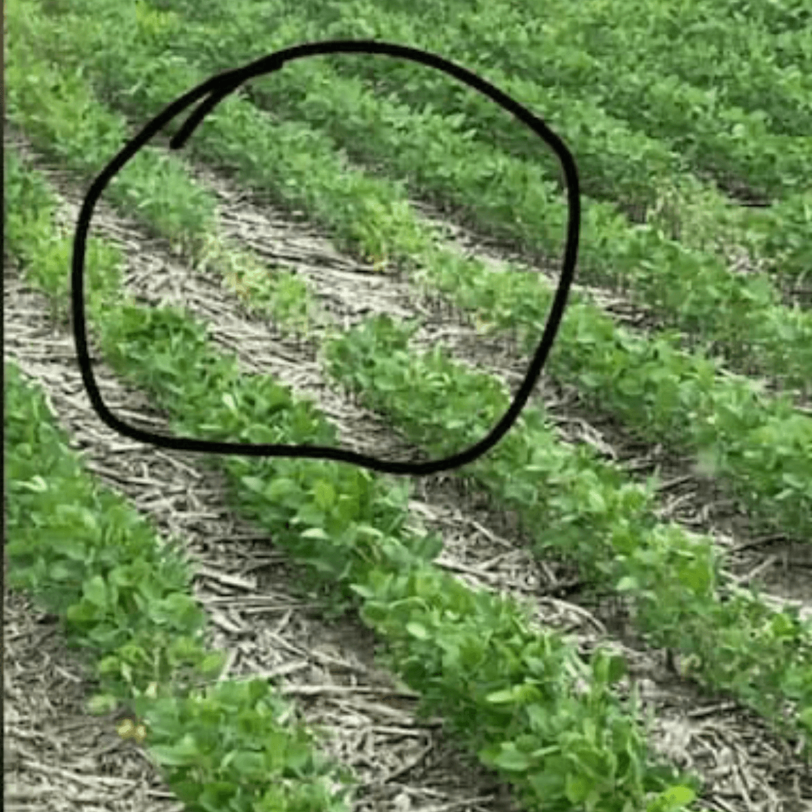 Soybean rows with a circled patch of thin, dying plants