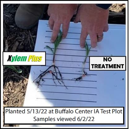 Two corn seedlings on a white card; the Xylem Plus seedling on the left has a larger root system than the untreated seedling on the right