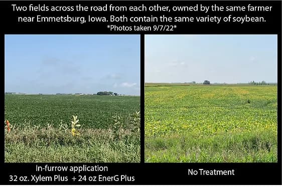 Two soybean fields across the road from each other; the treated field is uniformly green and the untreated field is yellowing