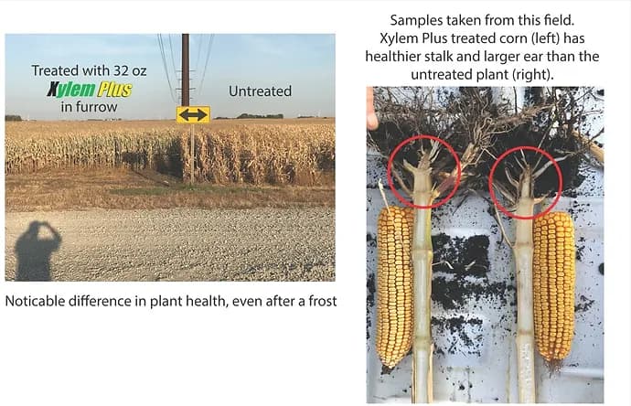 Field edge split by a road sign, with corn treated with 32 oz Xylem Plus in-furrow on the left and untreated corn on the right, beside two split stalks with ears