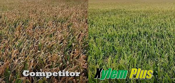 Side-by-side aerial view of a brown, drying corn field treated with a competitor product and a green field treated with Xylem Plus