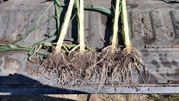 Split corn stalks with root balls laid on a truck tailgate